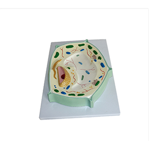 BIX-C0004 Plant cell model